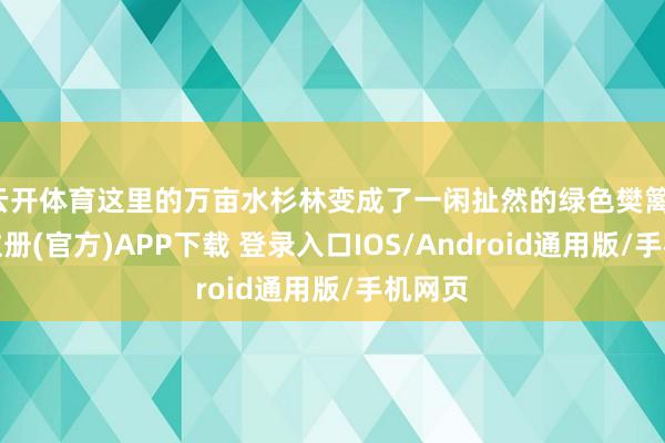 云开体育这里的万亩水杉林变成了一闲扯然的绿色樊篱-开云注册(